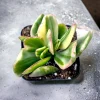 Crassula argentea 'Money Tree' Variegata Succulent Plant - Live Plant - Image 1