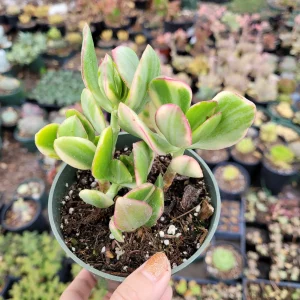 Crassula argentea 'Money Tree' Variegata Succulent Plant - Live Plant - Image 3