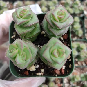 Crassula 'Baby's Necklace' Succulent Live Plant - Easy Care, Indoor/Outdoor - Image 6