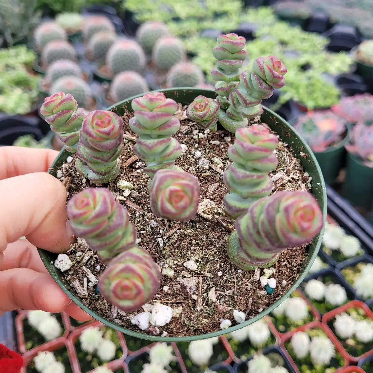 Crassula 'Baby's Necklace' Succulent Plant - Live Potted Houseplant - Image 3