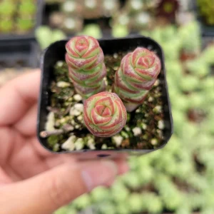 Crassula 'Baby's Necklace' Succulent Plant - Live Potted Houseplant - Image 1