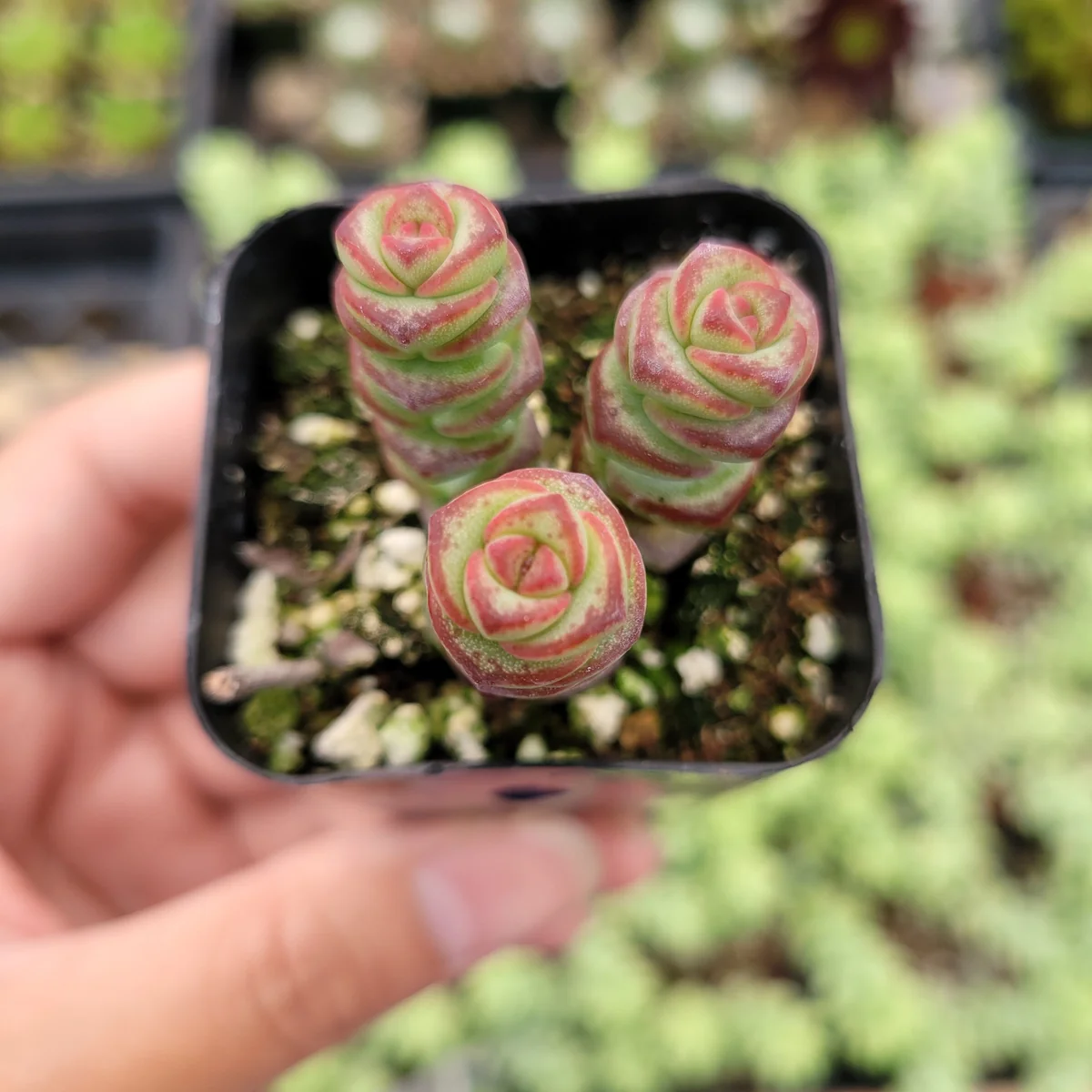 Crassula 'Baby's Necklace' Succulent Plant - Live Potted Houseplant - Image 1