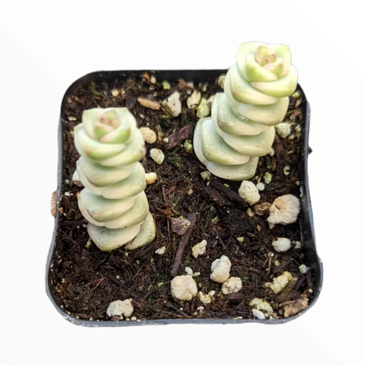 Crassula 'Baby's Necklace' Variegated Succulent Plant - Live Indoor Succulent - Image 1