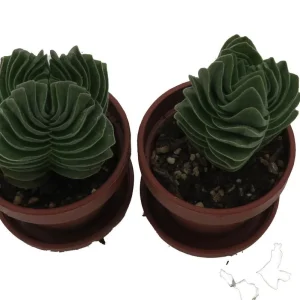 Crassula Buddha's Temple Succulent - 2 Pack Live Plant - 1-inch Pots - Image 2