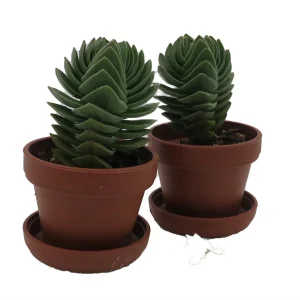 Crassula Buddha's Temple Succulent - 2 Pack Live Plant - 1-inch Pots - Image 4