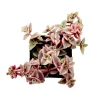 Crassula 'Calico Kitten' Variegated Succulent Live Plant - 2-4 Inch Pot - Image 1