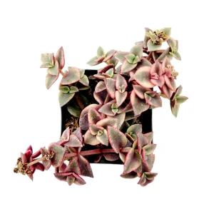 Crassula 'Calico Kitten' Variegated Succulent Live Plant - 2-4 Inch Pot - Image 2