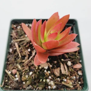 Crassula capitella 'Campfire' Succulent Live Plant - Easy Care, Red & Green Foliage - Image 3