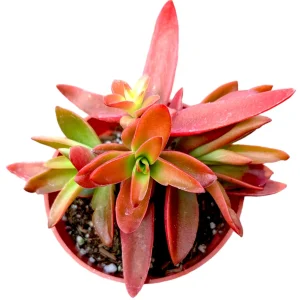 Crassula capitella 'Campfire' Succulent Live Plant - Easy Care, Red & Green Foliage - Image 1