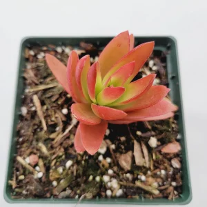 Crassula capitella 'Campfire' Succulent Live Plant - Easy Care, Red & Green Foliage - Image 4