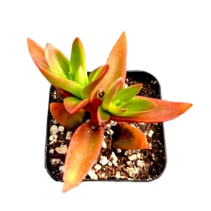 Crassula capitella 'Campfire' Succulent Live Plant - Easy Care, Red & Green Foliage - Image 5