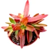 Crassula capitella 'Campfire' Succulent Plant - Live Indoor/Outdoor - Image 1