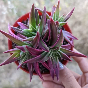 Crassula capitella 'Campfire' Variegata Succulent Live Plant - Drought Tolerant - Image 9