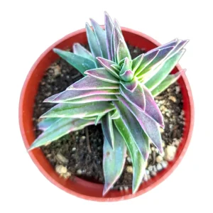 Crassula capitella 'Campfire' Variegata Succulent Plant - Live, Drought Tolerant - Image 10