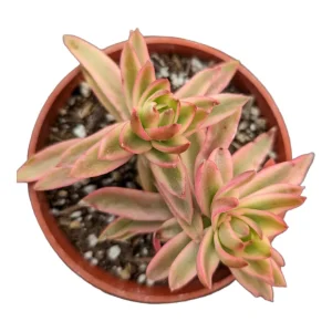 Crassula capitella 'Campfire' Variegata Succulent Plant - Live, Drought Tolerant - Image 2