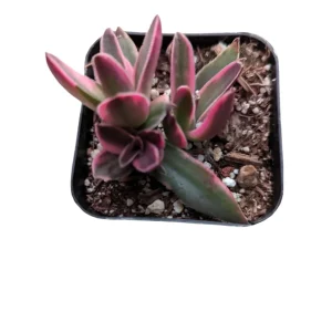 Crassula capitella 'Campfire' Variegata Succulent Plant - Live, Drought Tolerant - Image 6