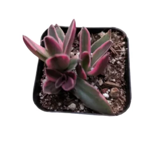 Crassula capitella 'Campfire' Variegata Succulent Plant - Live, Drought Tolerant - Image 7