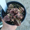 Crassula Capitella ssp. thyrsiflora Live Plant – Pagoda Village Succulent – 2in or 4in Pot - Image 1