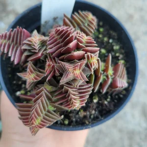 Crassula Capitella ssp. thyrsiflora Live Plant – Pagoda Village Succulent – 2in or 4in Pot - Image 4