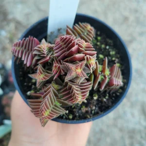 Crassula Capitella ssp. thyrsiflora Live Plant – Pagoda Village Succulent – 2in or 4in Pot - Image 5