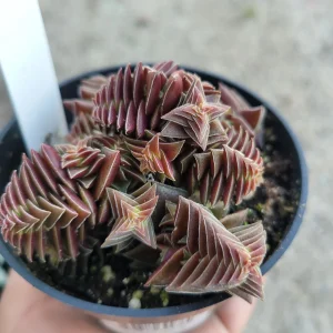 Crassula Capitella ssp. thyrsiflora Live Plant – Pagoda Village Succulent – 2in or 4in Pot - Image 6