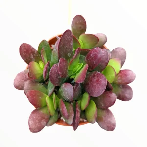 Crassula clavata Succulent Live Plant – Vibrant Purple & Red Foliage – Up to 4 Inches Tall - Image 1