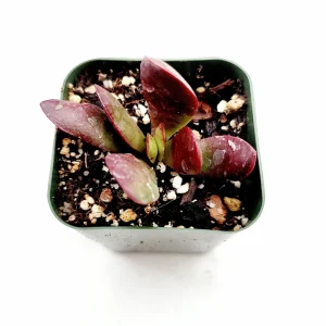 Crassula clavata Succulent Plant – Live Houseplant – Red & Purple Hues - Image 3