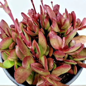 Crassula clavata Succulent Plant – Live Houseplant – Red & Purple Hues - Image 6