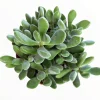 Crassula congesta 'Green Beans' Succulent Live Plant - Image 1