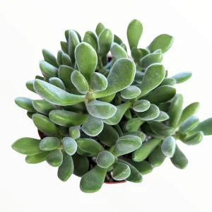 Crassula congesta 'Green Beans' Succulent Live Plant - Image 2