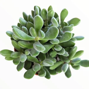 Crassula congesta 'Green Beans' Succulent Live Plant - Image 1