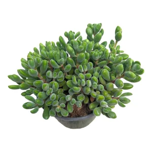 Crassula congesta 'Green Beans' Succulent Live Plant - Image 6