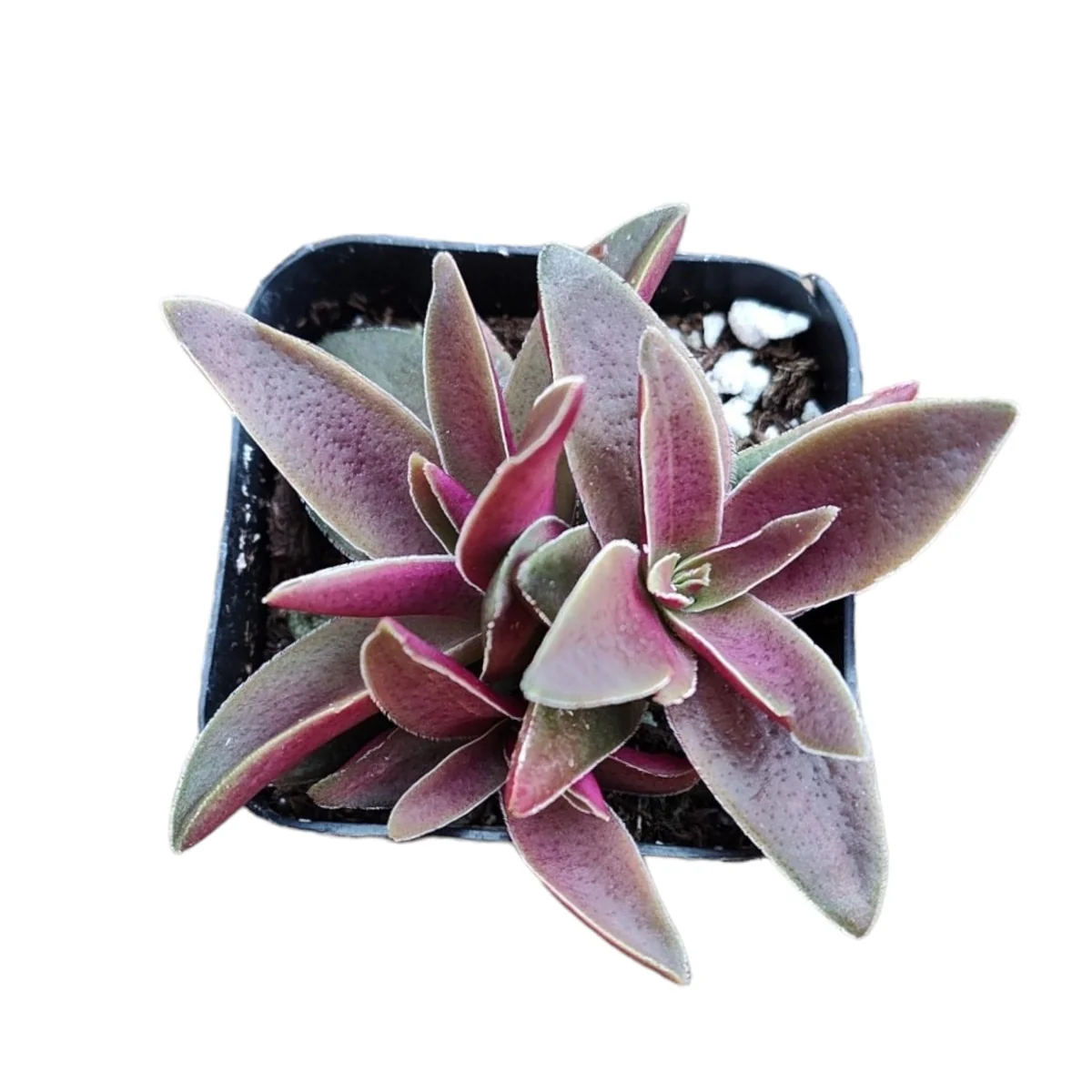 Crassula corymbulosa Shark’s Tooth Succulent Live Plant - Image 1
