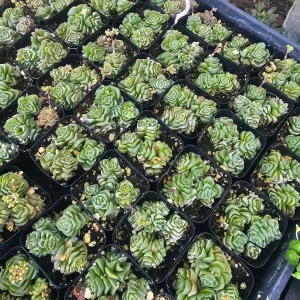 Crassula Dorothy Live Succulent Plant – 2 inch Pot – Rare Indoor Succulent - Image 2