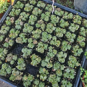 Crassula Dorothy Live Succulent Plant – 2 inch Pot – Rare Indoor Succulent - Image 4