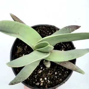 Crassula falcata 'Propeller Plant' Succulent Live Plant - Easy Care Houseplant - Image 3