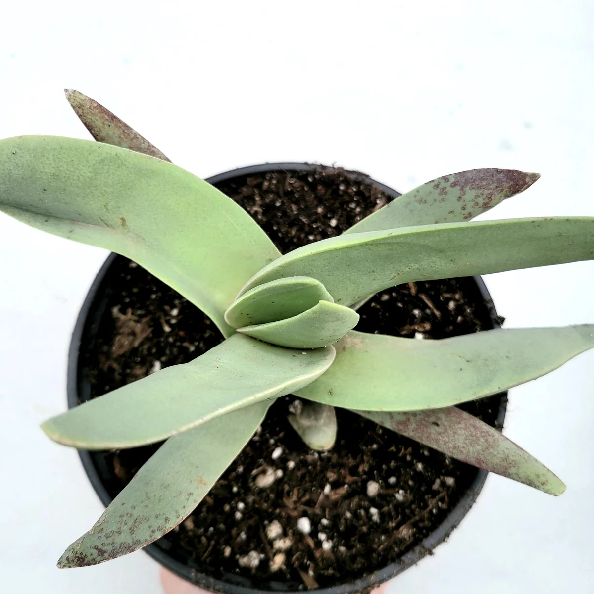 Crassula falcata 'Propeller Plant' Succulent Live Plant - Easy Care Houseplant - Image 3