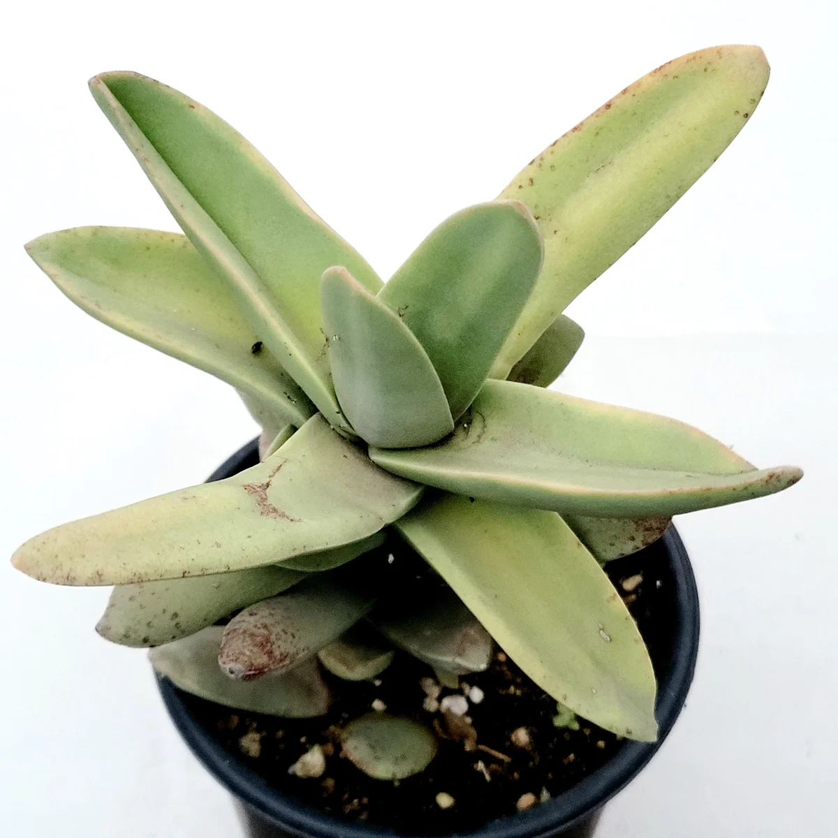 Crassula falcata 'Propeller Plant' Succulent Live Plant - Easy Care Houseplant - Image 5