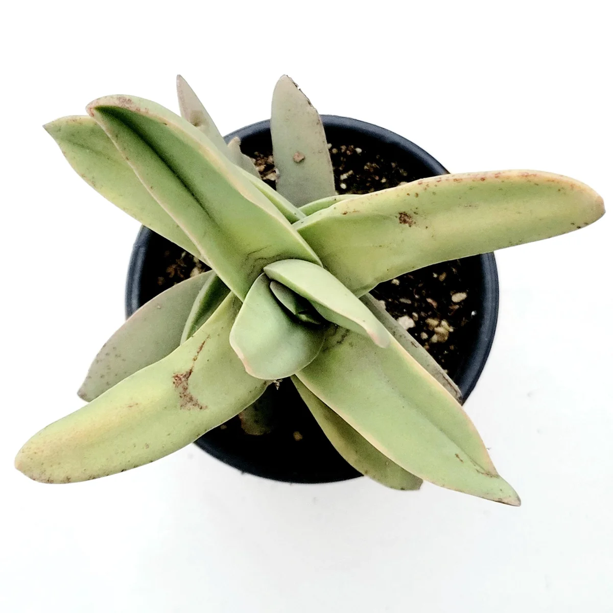 Crassula falcata 'Propeller Plant' Succulent Live Plant - Easy Care Houseplant - Image 6