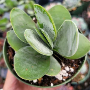 Crassula 'Fallwood' Succulent Live Plant - Drought Tolerant Crassula - Image 1