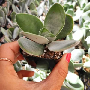 Crassula 'Fallwood' Succulent Live Plant - Drought Tolerant Crassula - Image 5