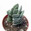 Crassula 'Ivory Tower' Succulent Plant - Live Potted Houseplant Indoor - Image 1