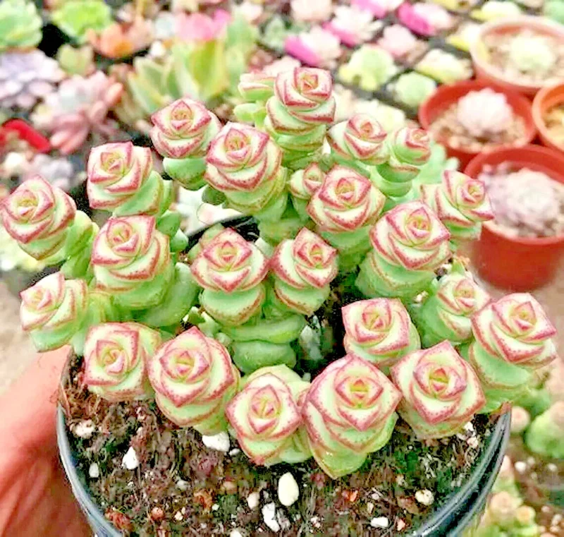 Crassula 'Jade Necklace' Succulent Seeds - 25 Seed Pack - Indoor/Outdoor - Image 1