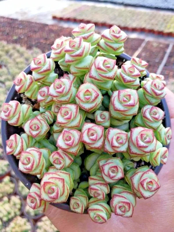 Crassula 'Jade Necklace' Succulent Seeds - 25 Seed Pack - Indoor/Outdoor - Image 3