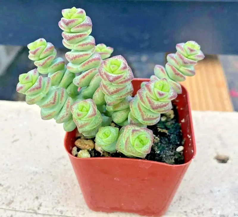 Crassula 'Jade Necklace' Succulent Seeds - 25 Seed Pack - Indoor/Outdoor - Image 5