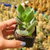 Crassula lactea Succulent Live Plant - Trailing Green Leaves - Easy Care Houseplant - Image 1