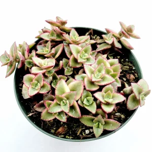 Crassula marginalis rubra Variegata 'Calico Kitten' Succulent Live Plant - Image 4