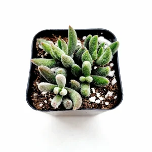 Crassula mesembryanthemoides 'Tenelli' Succulent Live Plant - Drought Tolerant - Image 3