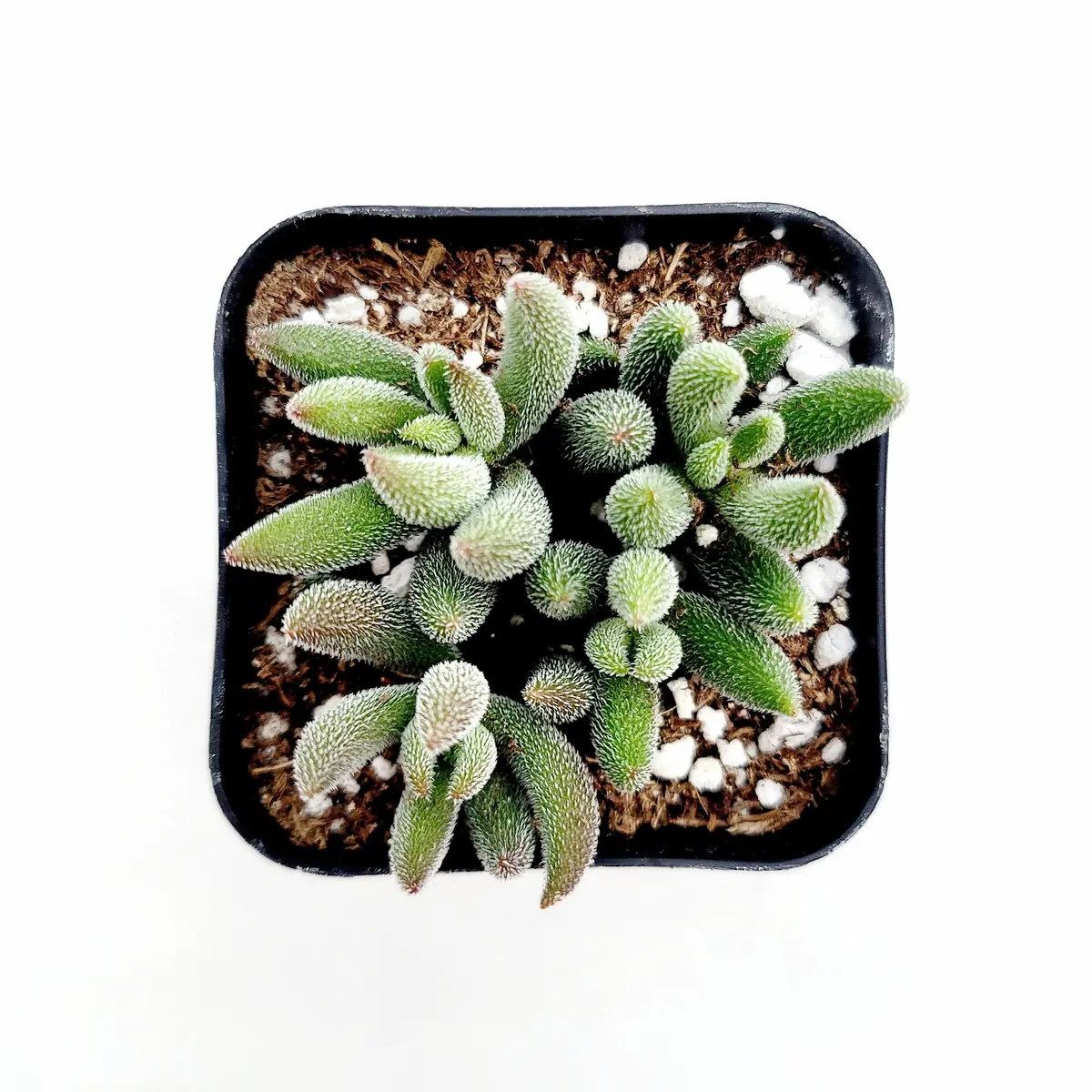 Crassula mesembryanthemoides 'Tenelli' Succulent Live Plant - Drought Tolerant - Image 4
