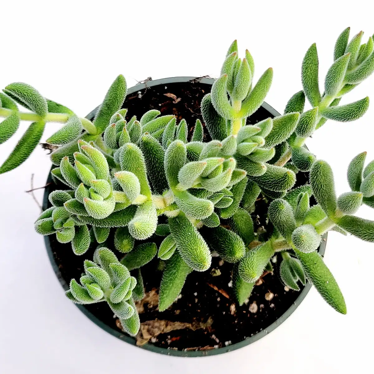 Crassula mesembryanthemoides 'Tenelli' Succulent Live Plant - Drought Tolerant - Image 6